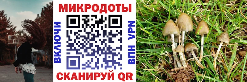 Купить  Новодвинск  Псилоцибиновые грибы Psilocybe 